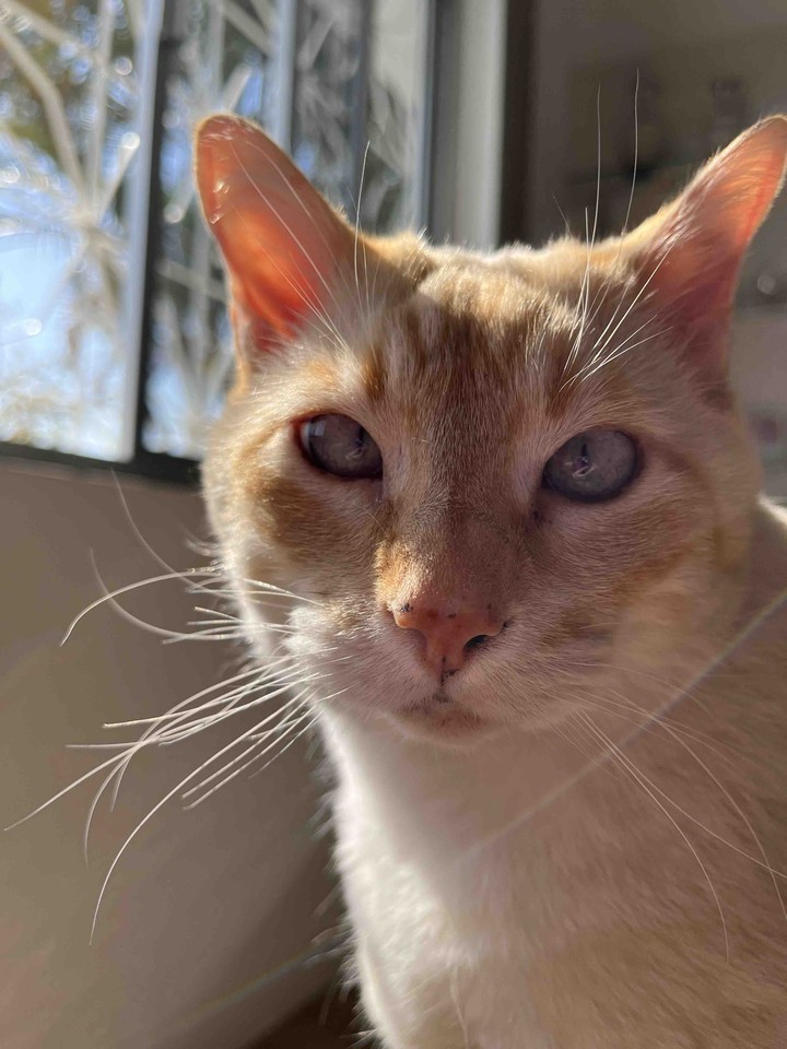 Tom