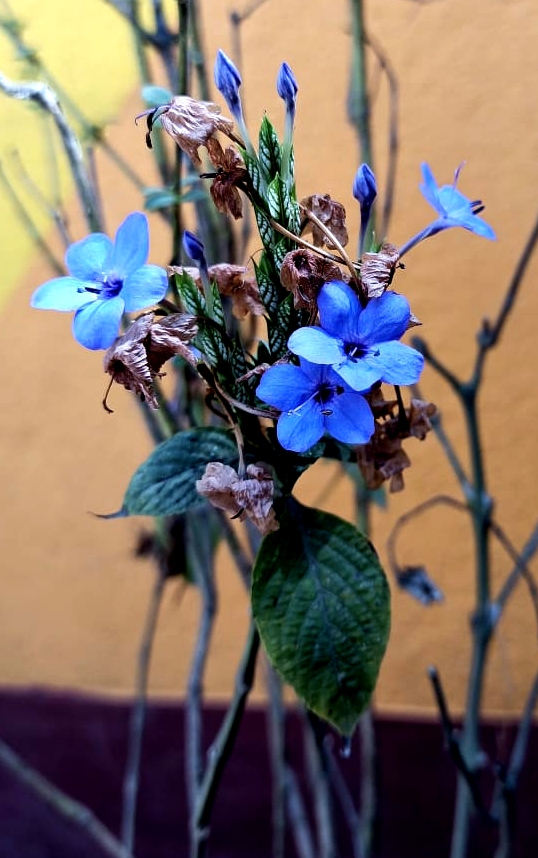 flower