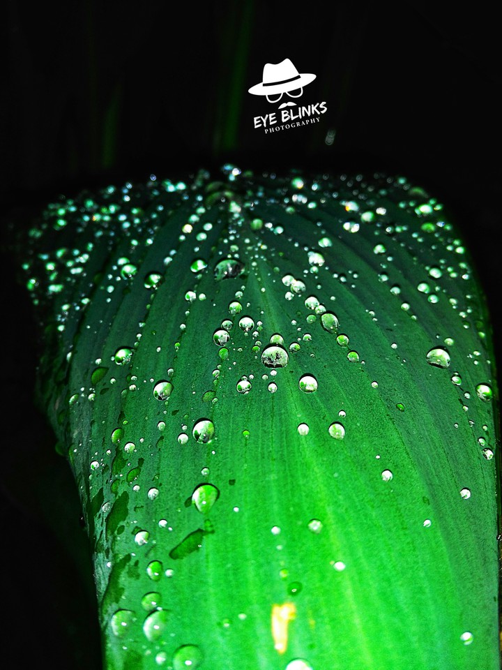 water drops