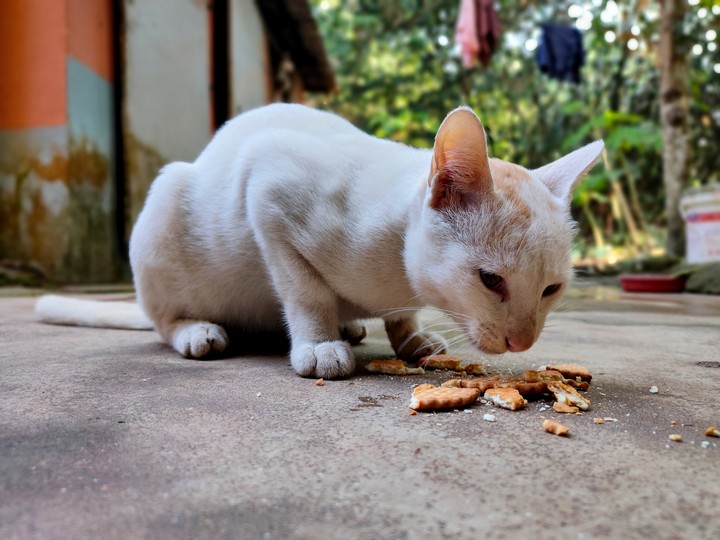 cat