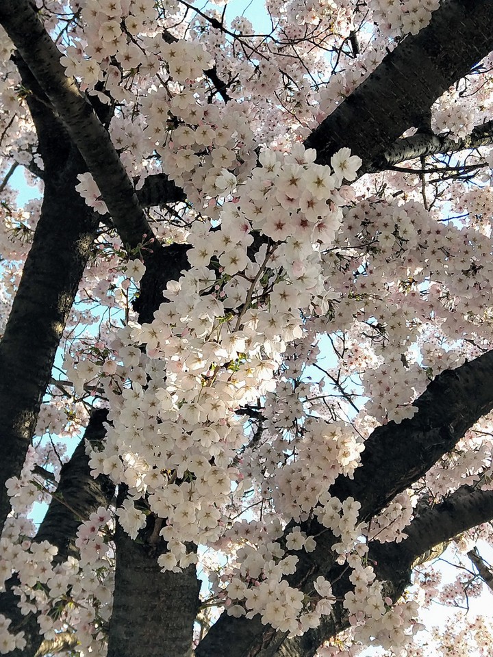 벚꽃