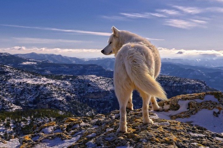 wolf