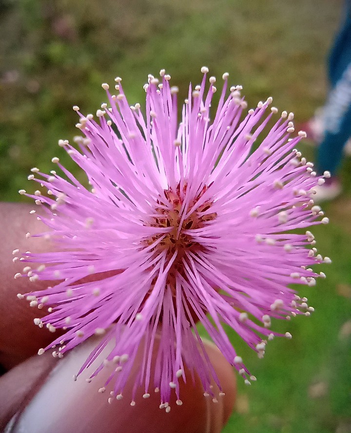 grass flower
