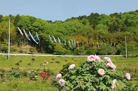 peonies & carp streamers