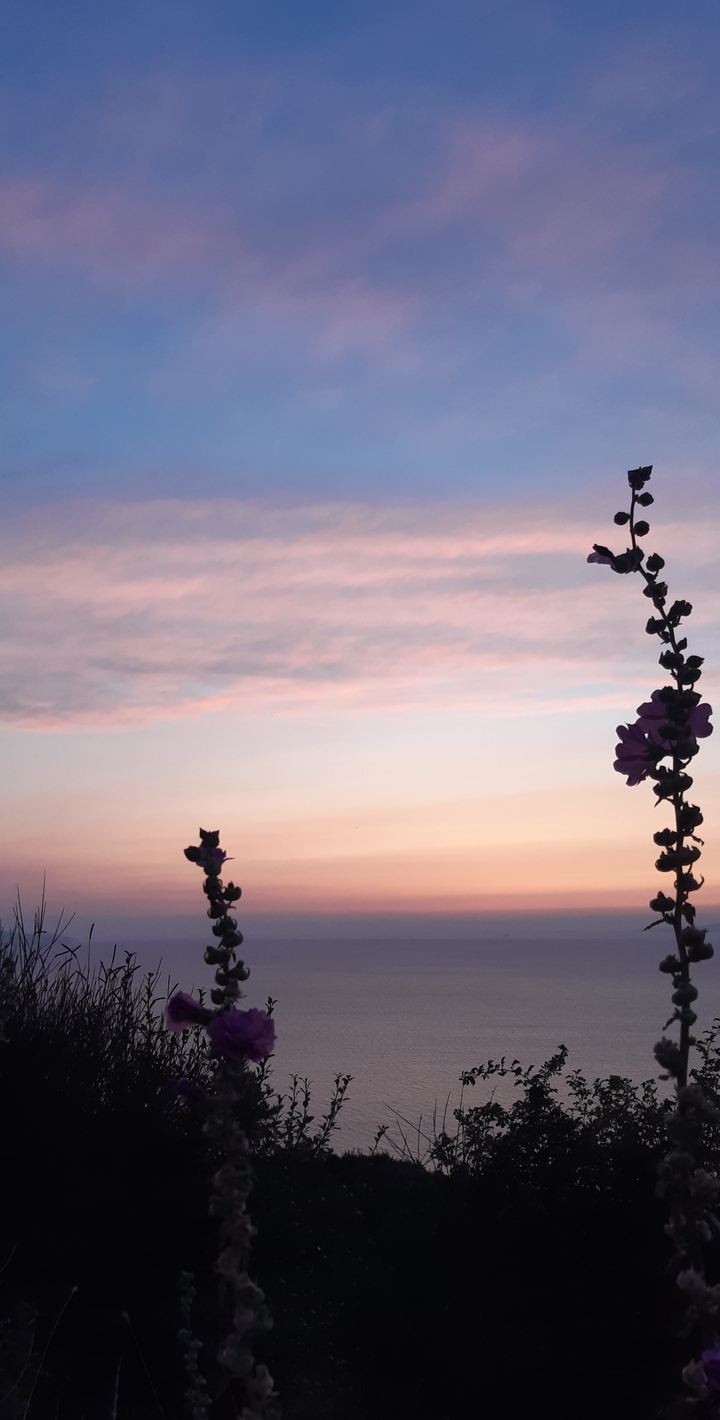 flower and sea