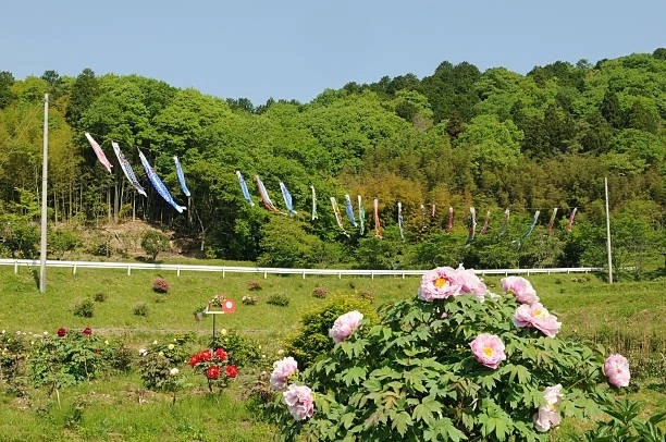 peonies & carp streamers