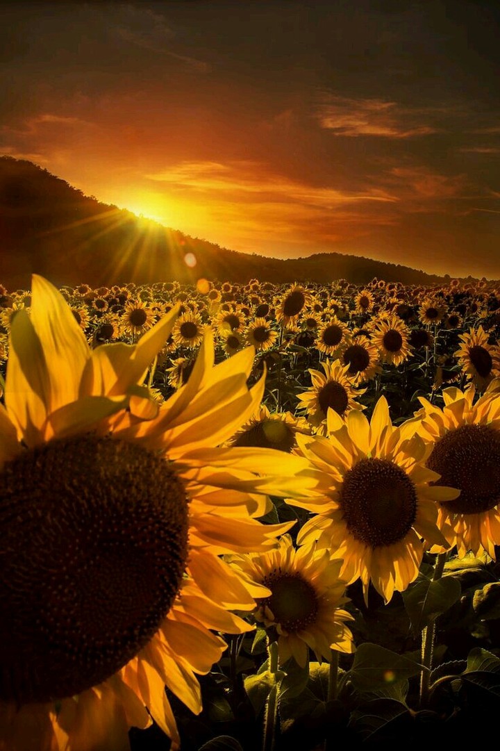 sunflowers