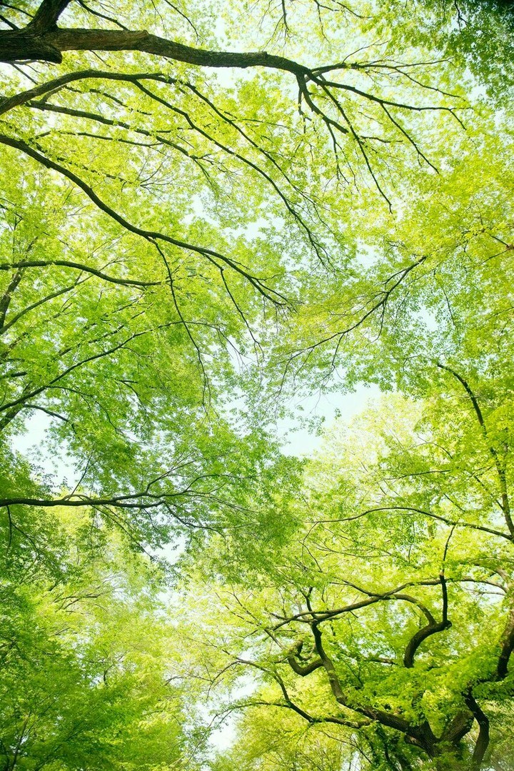 Natura