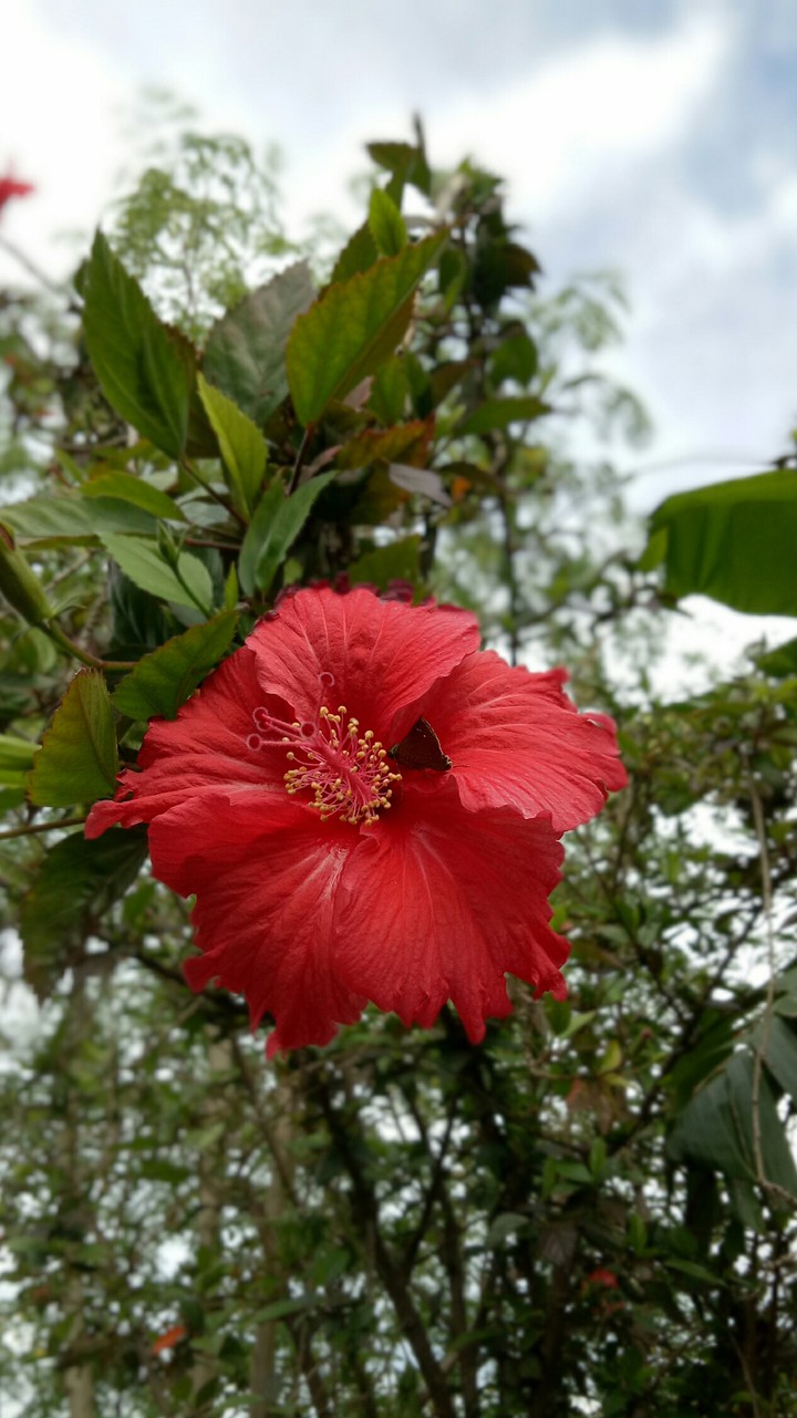 arhul