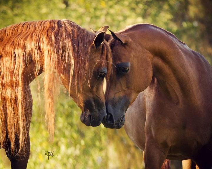 Horses