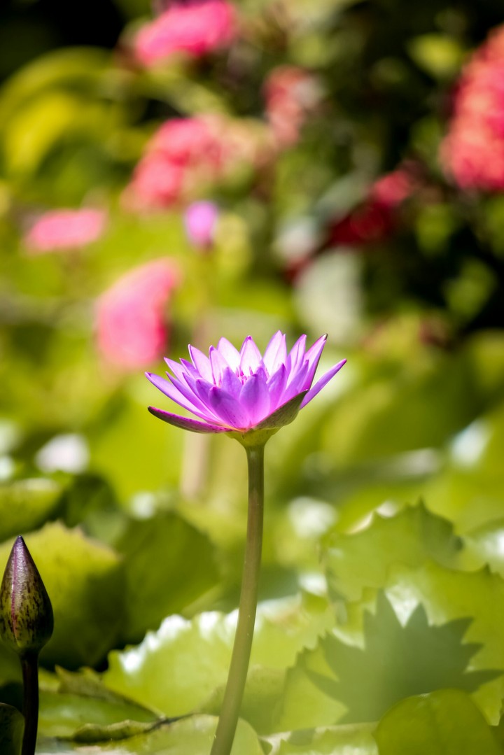 beautiful purple lotus flower at garden in india.