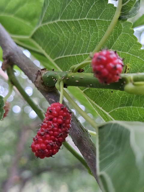 produce, fruit Hintergrundbilder