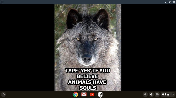 wolves