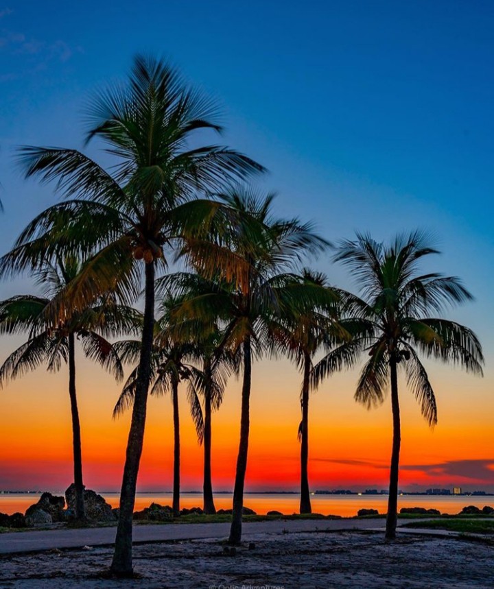 palmeras
