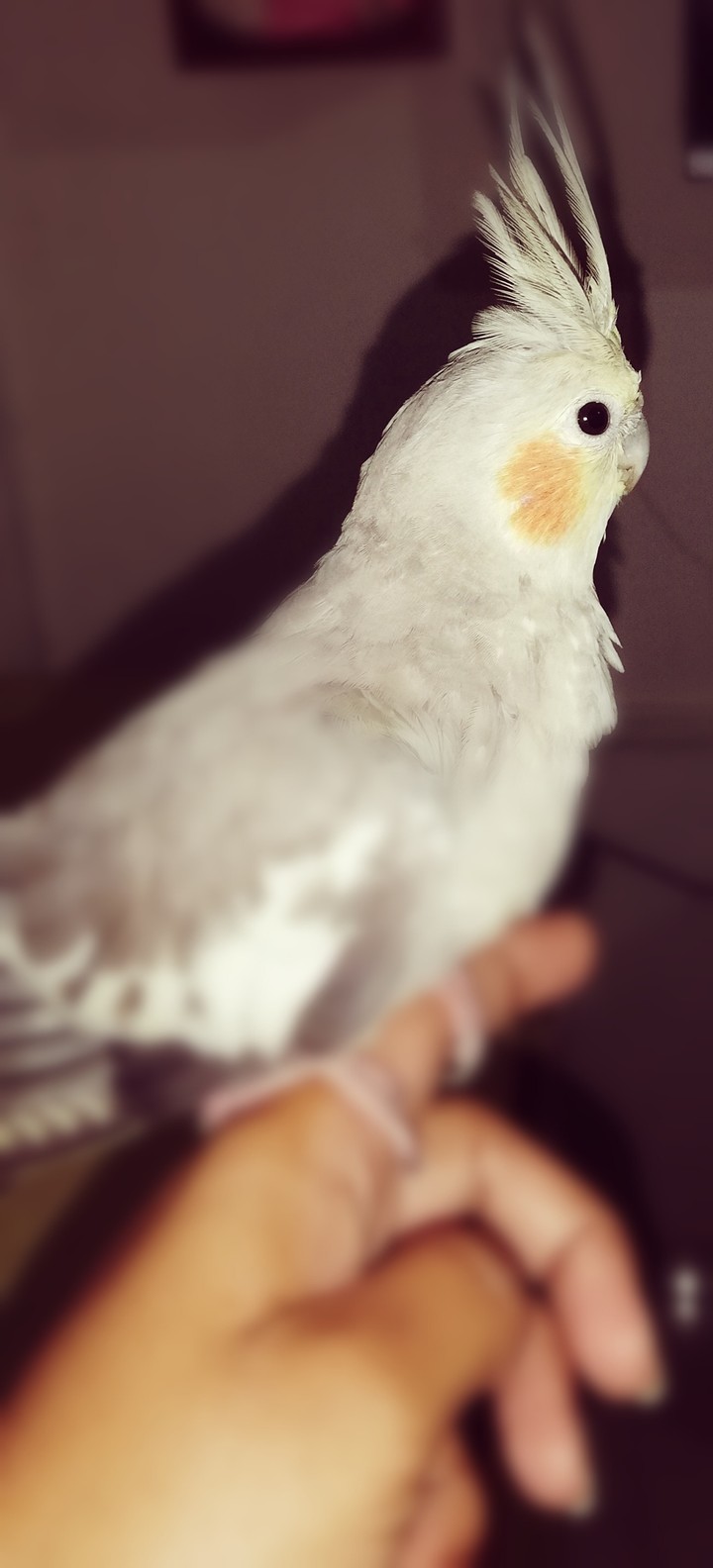 Jeeny