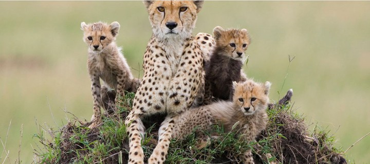 A pic of A cheetah