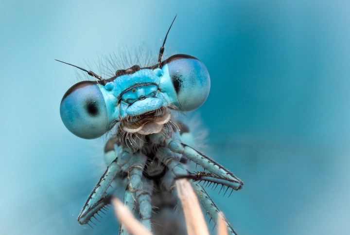 Eyes