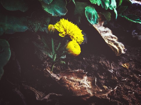 Little Flower clicked by Dheeraj Ghorela