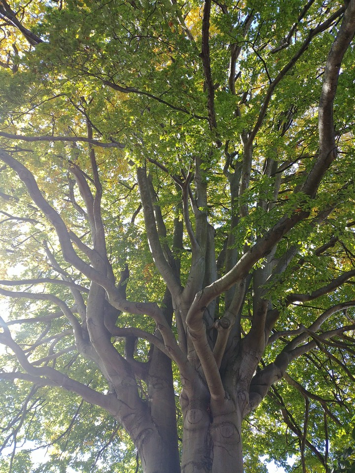 tree
