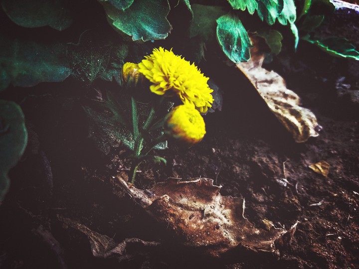 Little Flower clicked by Dheeraj Ghorela