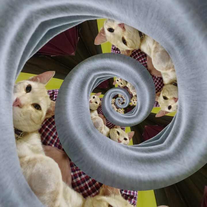 cat mirrors