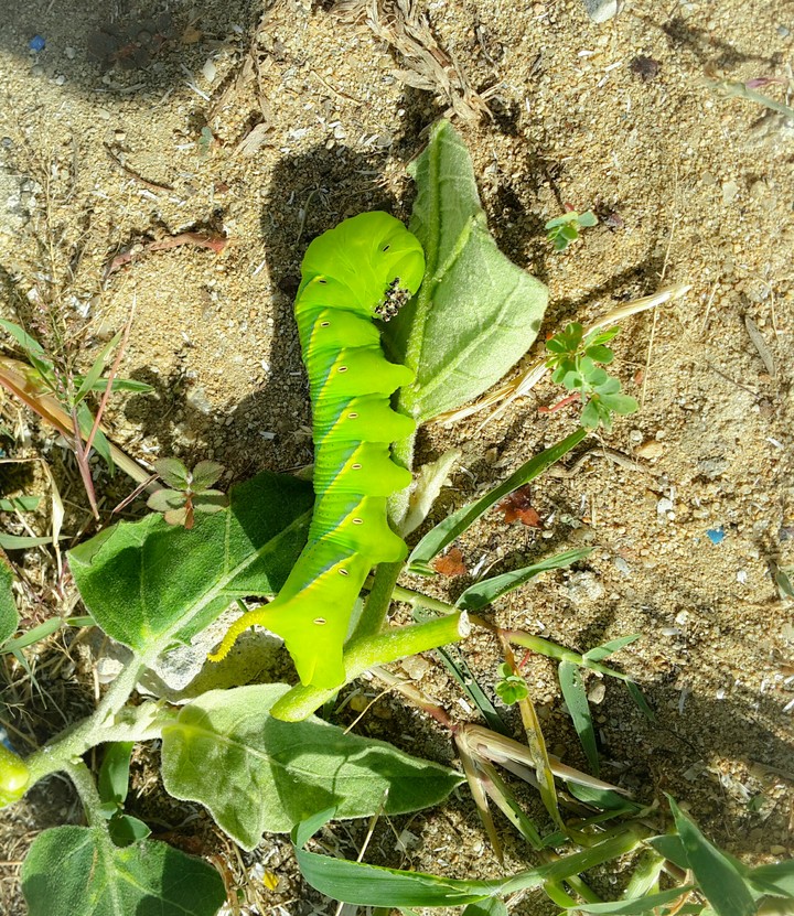 Big green worm