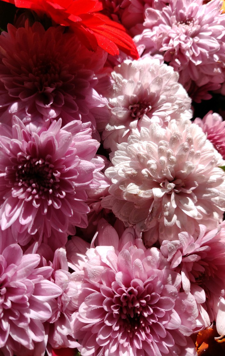 flowers