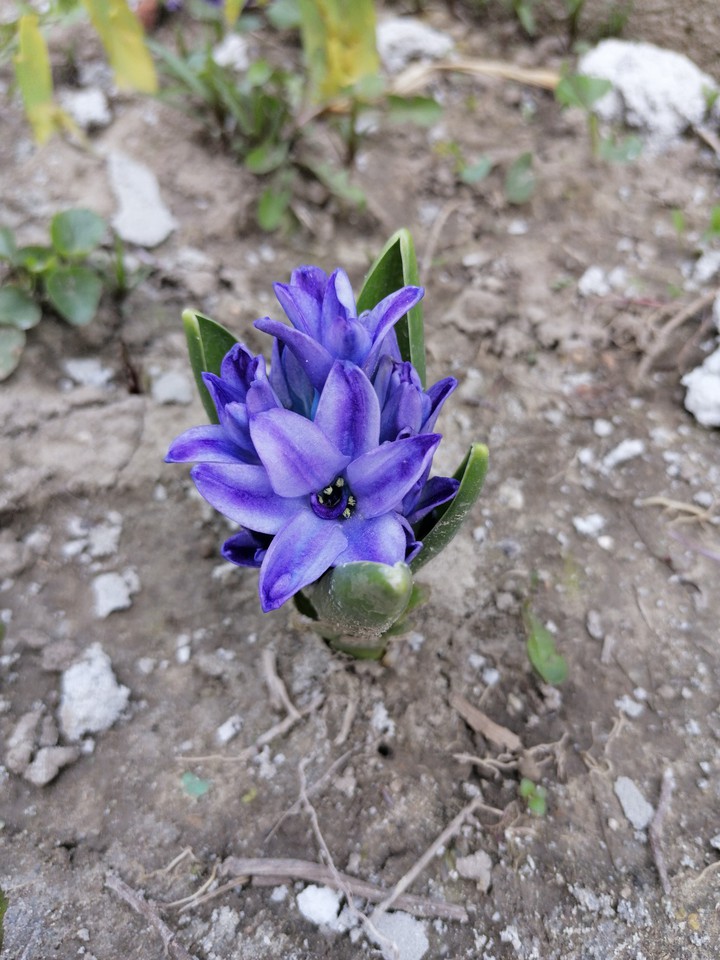 spring
