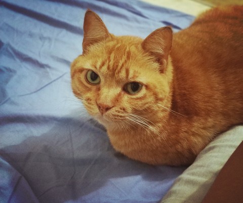 cat, snout wallpapers