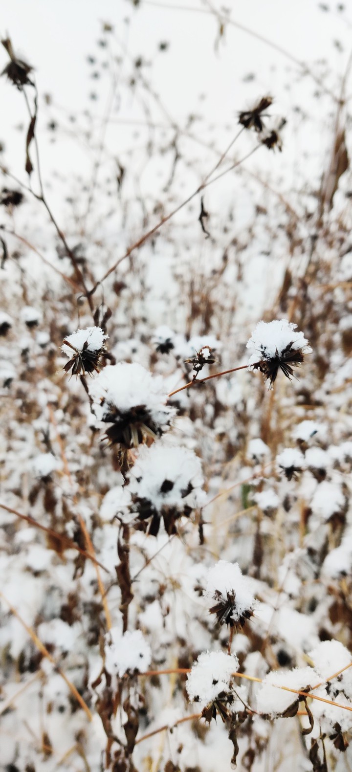 SNOW!