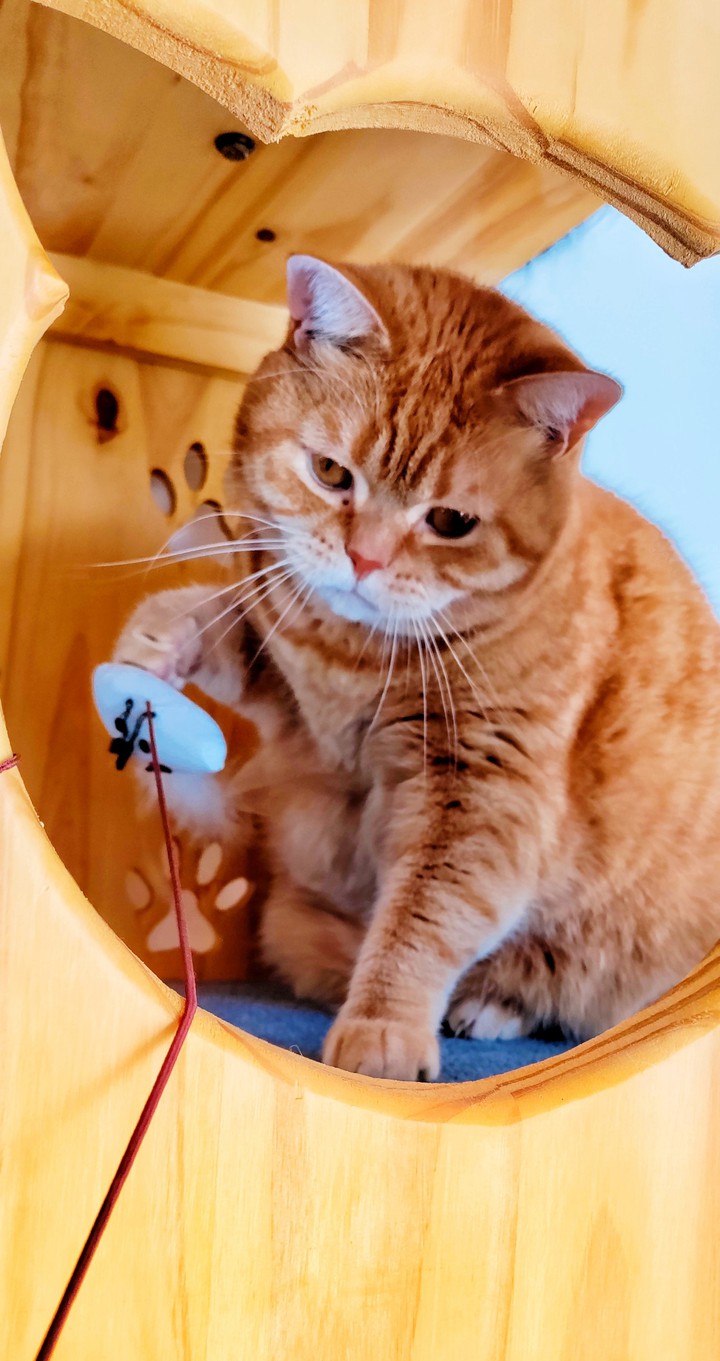 Ginger Cat