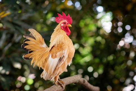 beak, Rooster वॉलपेपर