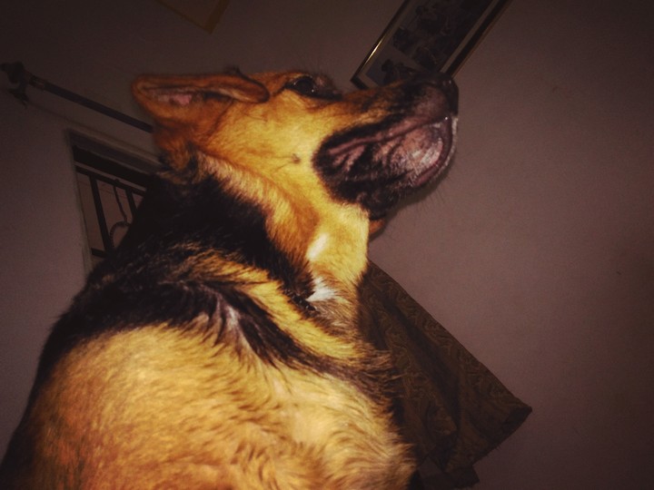 goldy
