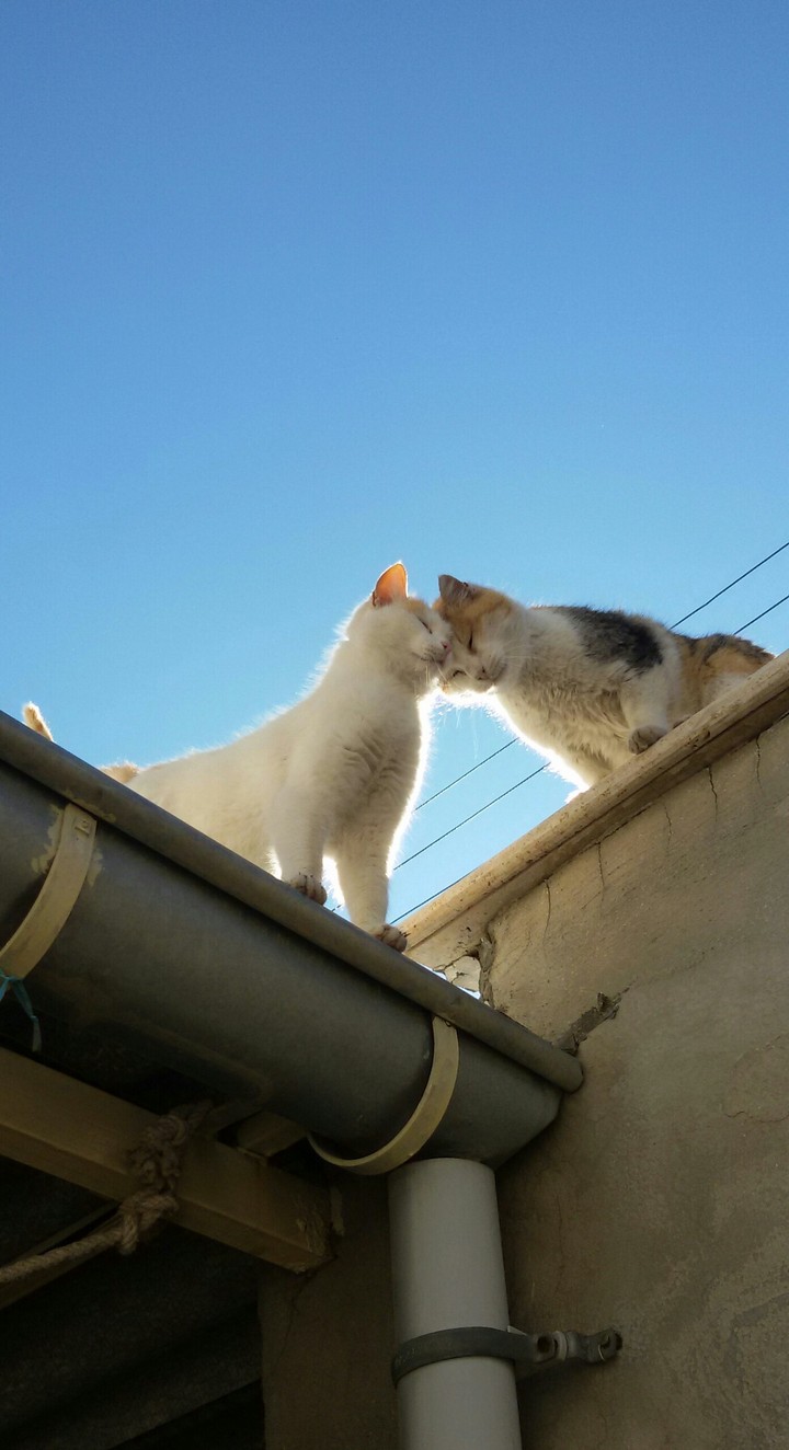 My Cats?