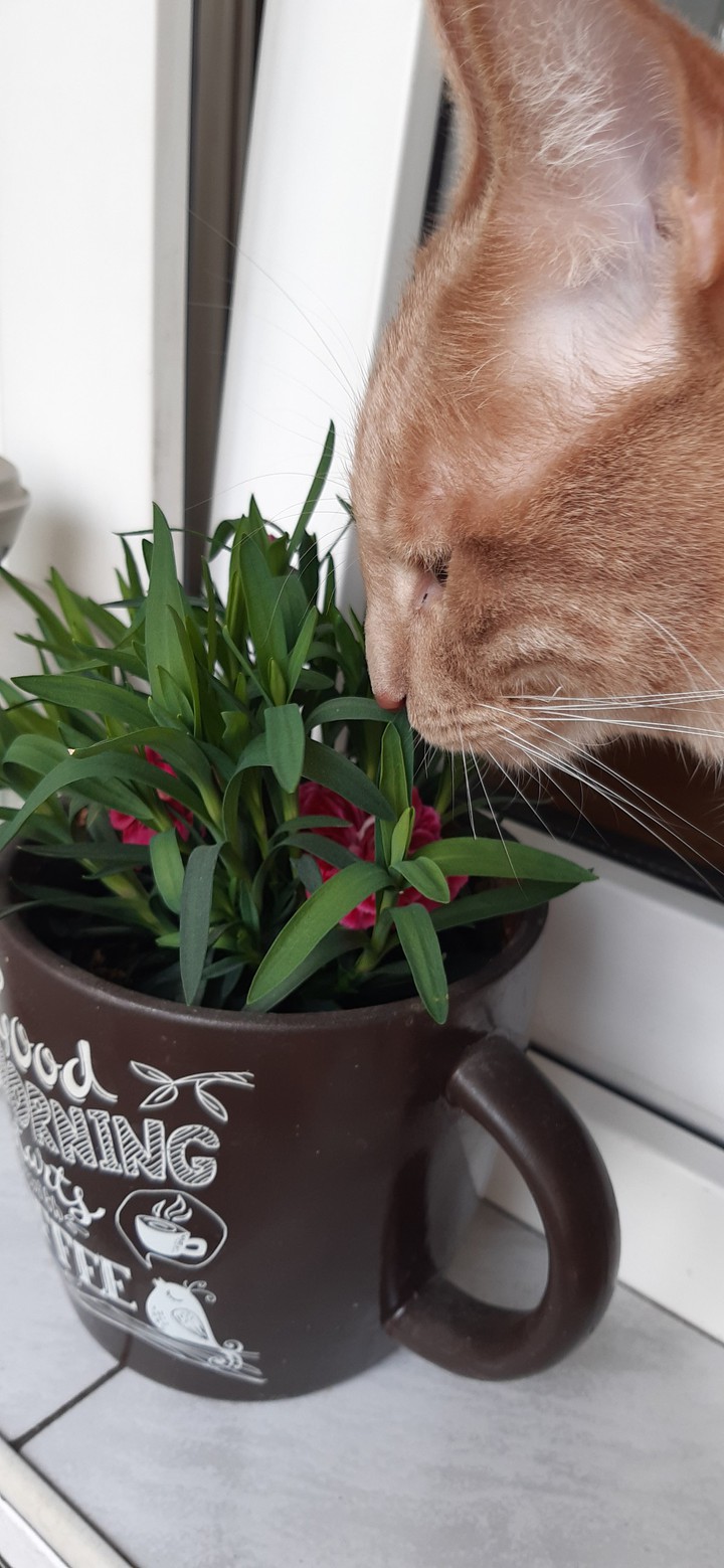 cat