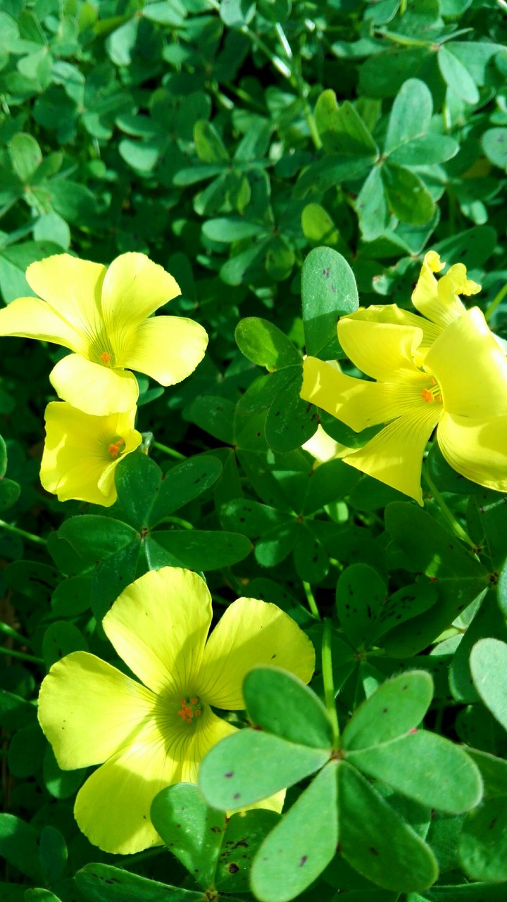 fiore
