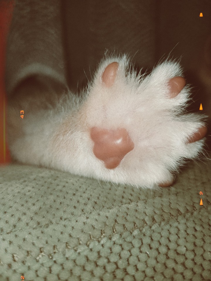 CAT ♡