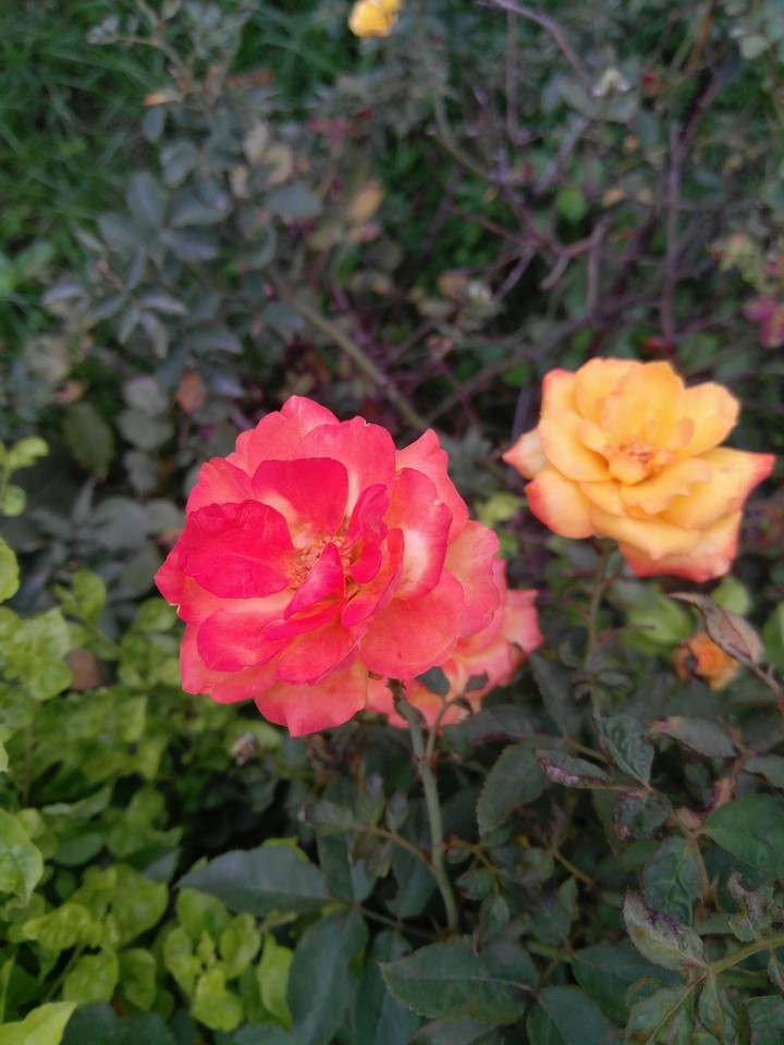 little rose
