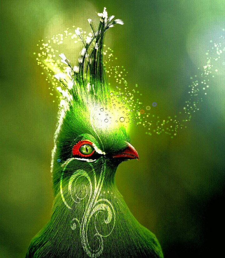 bird of paradise