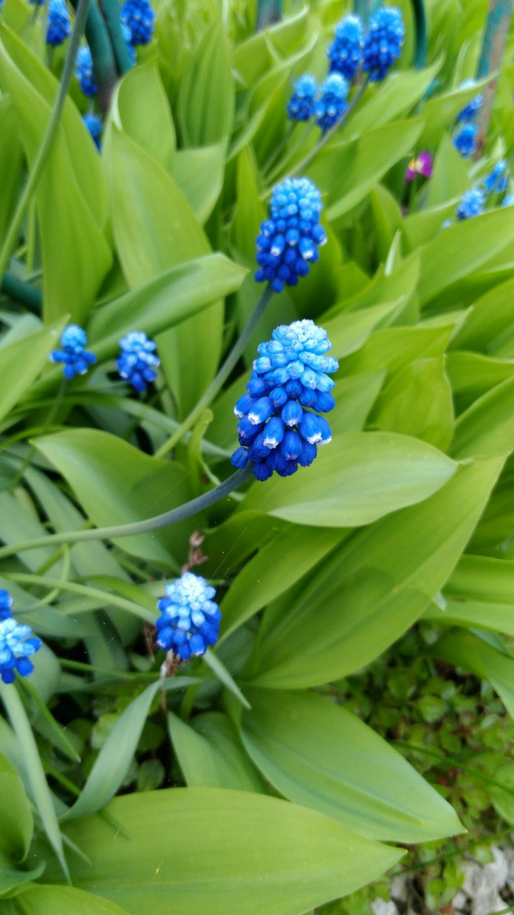 Blue flowers