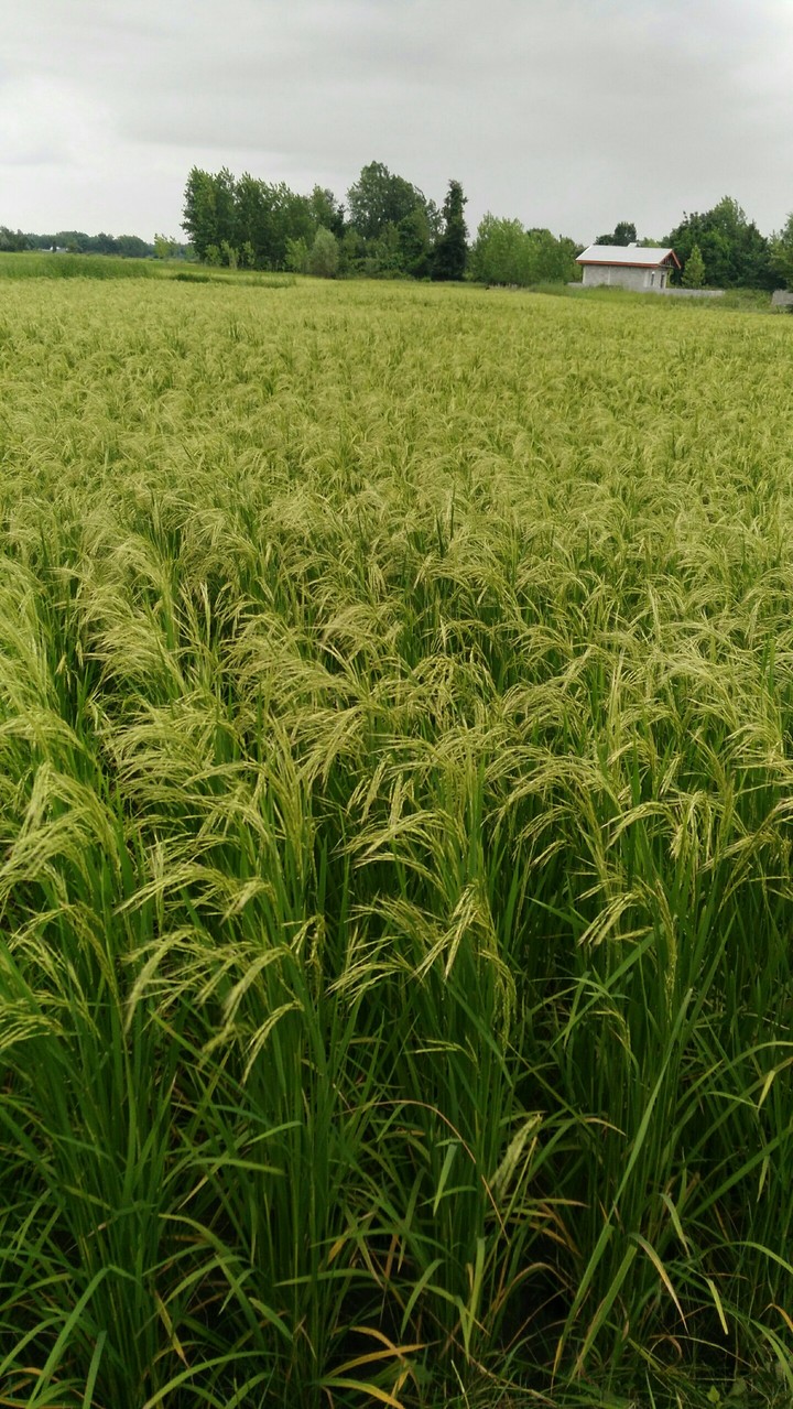 rice