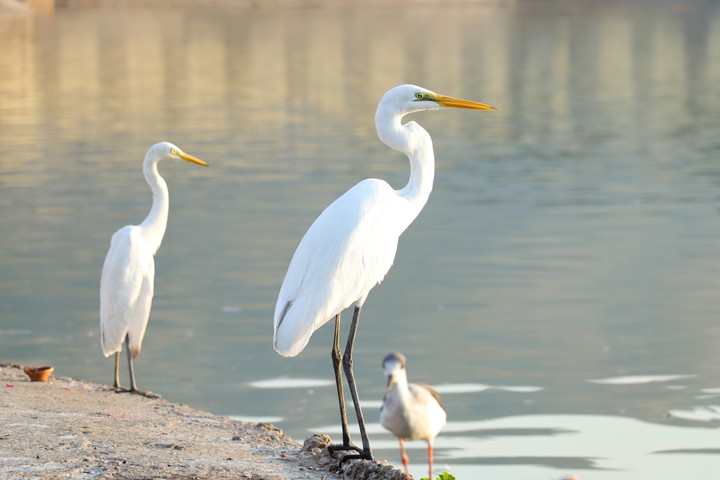 Egret
