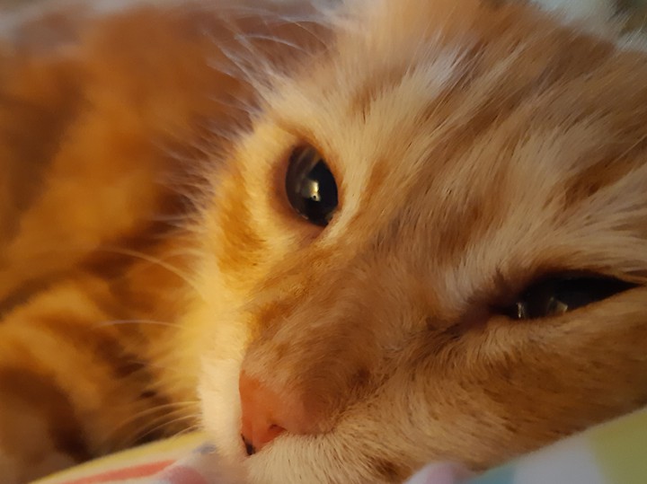 Boris