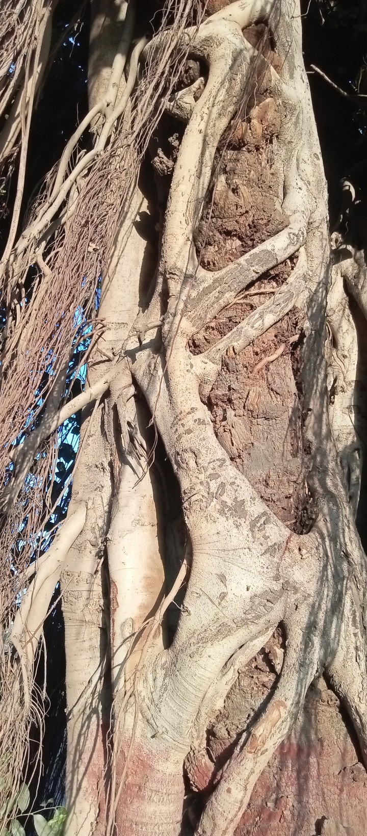 papéis de parede twig, branch