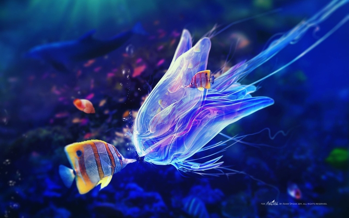 a type of jellyfish