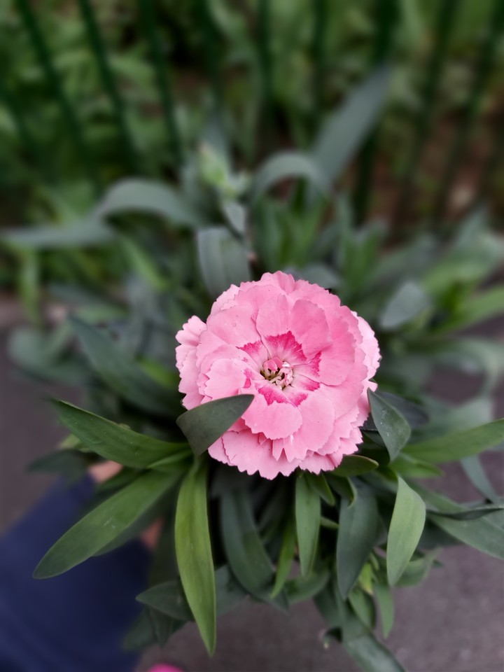 Pink dianthus