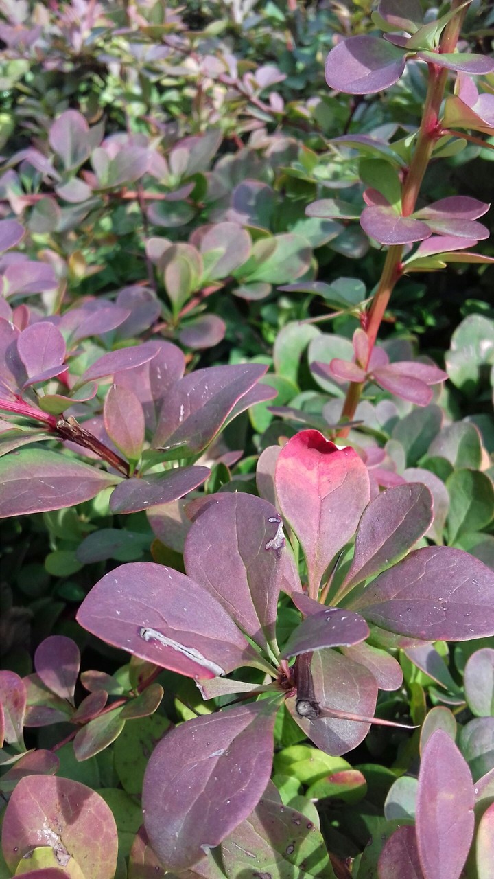 plant