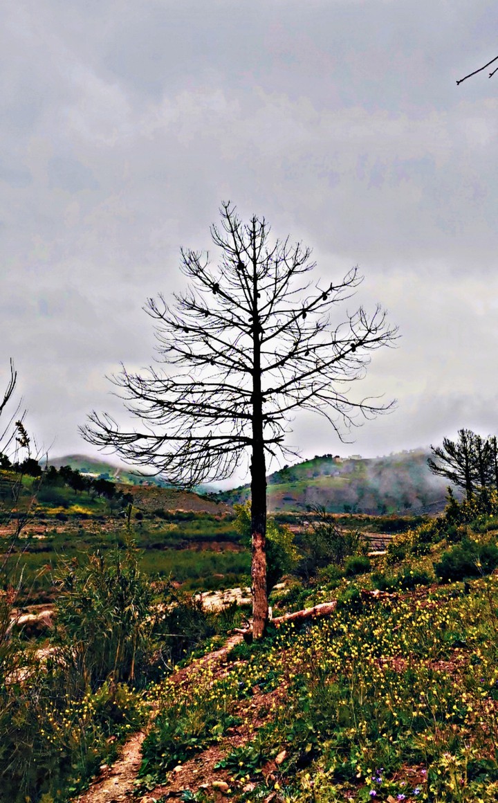 nature