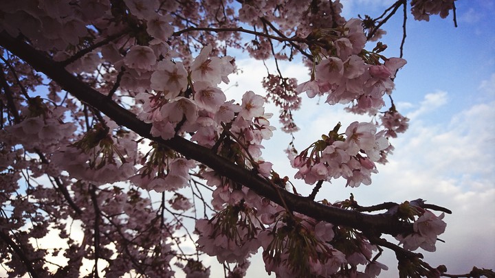 cherry blossom