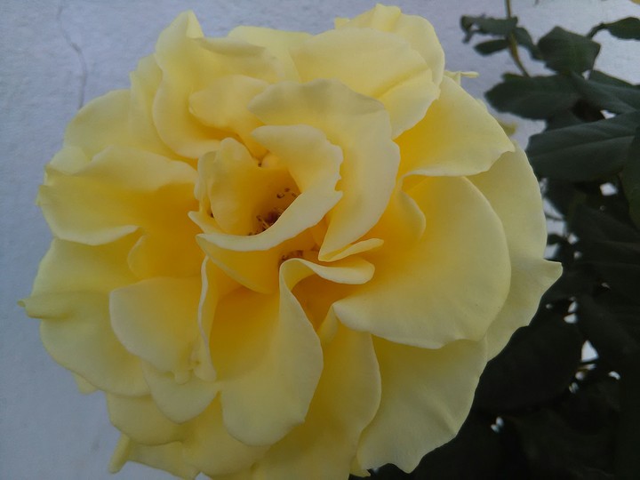 Yellow Flower